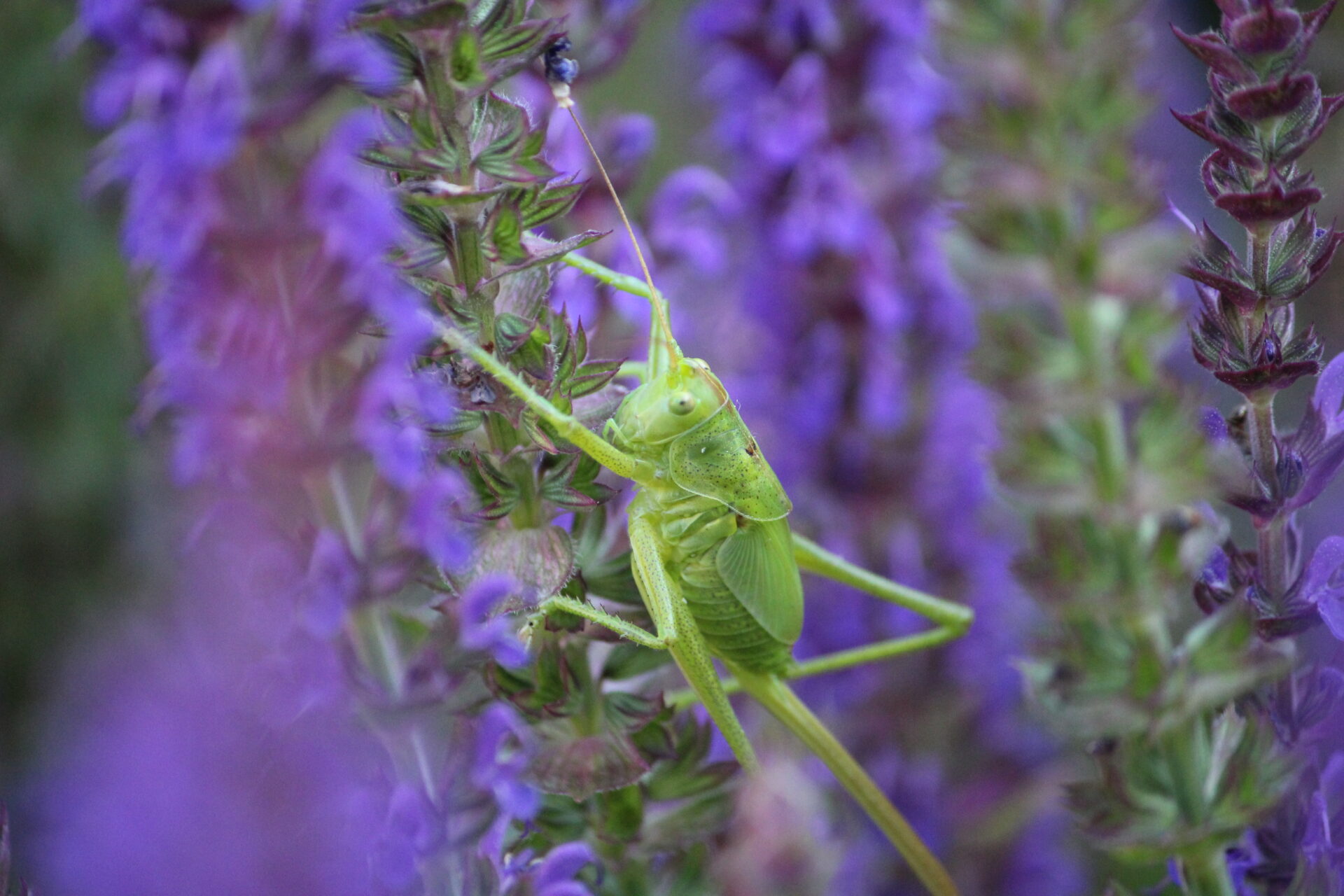 sprinkhaan op bloem, door Sabine Rahe